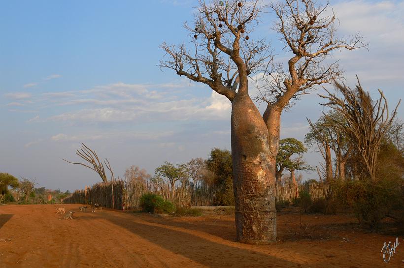 P1090439.JPG - Certaines espèces ont jusqu'à 9m de diamètre pour une hauteur pouvant aller jusque 30m. Le bois fibreux et tendre peut stocker des quantités énormes d'eau pour les longues périodes de sécheresse.