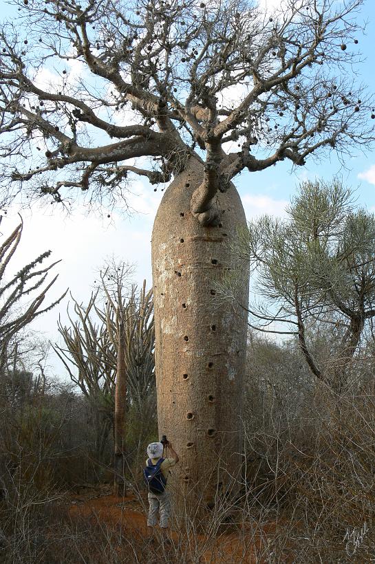 P1090451.JPG - Les trous dans l'écorce sont les restes laissés par des malgaches qui y enfonçaient des barreaux de bois pour se hisser jusqu'aux branches.