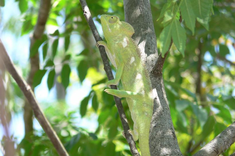 P1090647.JPG - Un caméléon sauvage dans le parc national d'Isalo, au centre de l'île. Ce parc s'étend sur plus de 100km et est composés d'un massif montagneux avec des canyons profonds, des rivières, et une végétation abondante.