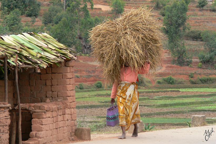 P1100060.JPG - La paille de riz est utilisée pour les toitures et pour nourrir les zébus.