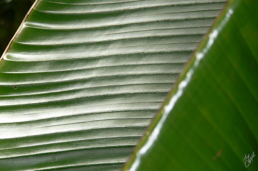 P1100567.JPG - Un arbre nommé L'arbre du voyageur sert à tout faire à Madagascar : murs et toits des maisons, charbon ; il conserve l'eau dans ses larges feuilles et peut ainsi abreuver le voyageur et l'abriter de la pluie ou du soleil.