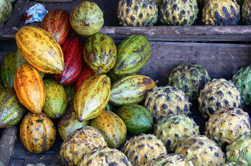 P1100607.JPG - À gauche des cabosses, fruits du cacaoyer. Il faut sucer les fèves pour manger la pulpe blanche qui les entoure. À droite des pommes cannelle avec une chair blanche, tendre et sucrée.