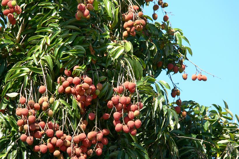 P1100614.JPG - Madagascar est le premier exportateur mondial de litchis vers l'Europe. Ceux que nous achetons pour les fêtes de Noël viennent généralement de la côte Est du pays, où ils sont récoltés en fin d'année.