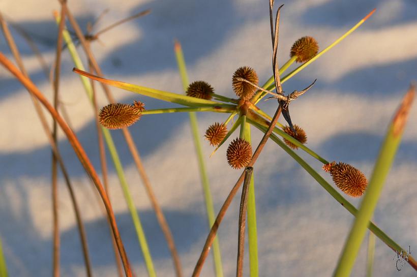 P1100636.JPG - Des roseaux sur les bords des canaux des Pangalanes. Le Canal des Pangalanes est une succession sur près de 660 km, de lacs et de lagunes naturelles, séparés de l'Océan Indien par une étroite bande de terre.
