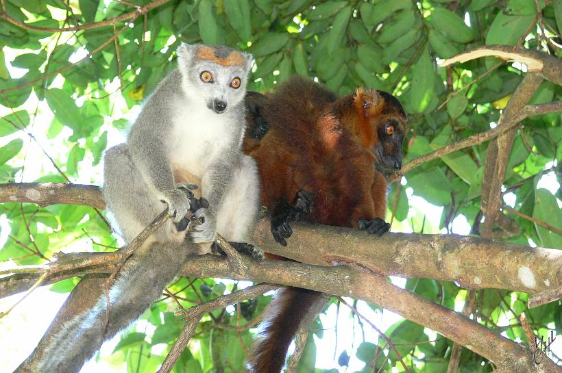 P1100752.JPG - certains croisement donneront des couleurs plus claires.
