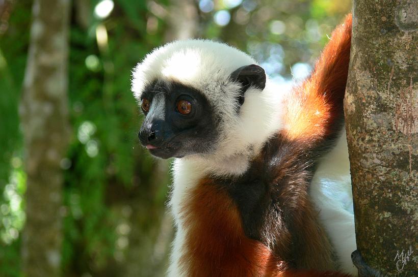 P1100765.JPG - Les Sifaka font partie des lémuriens les plus évolués. Ils se déplacent debout par petits sauts, les bras écartés pour assurer leur équilibre. Il est "Fady" (interdit ou tabou) de tuer les lémuriens car on raconte que des enfants perdus en forêt se seraient transformés en lémuriens.