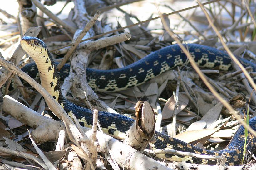 P1100879.JPG - Un serpent rencontré sur une plage lors d'une baignade dans un lacs des Pangalanes. Il existe 80 espèces de serpents à Madagascar mais heureusement, aucune n'est venimeuse pour l'homme.