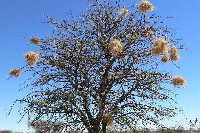 P1120977.JPG - Des nids de Tisserin