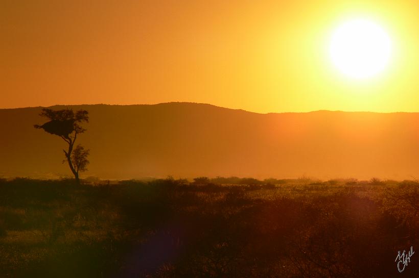 P1130053.JPG - Couché de soleil près de Sossusvlei. Dans l'arbre, on reconnait un grand nid de Tisserin.