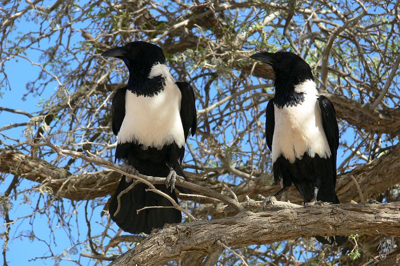 P1130271.JPG - Corbeau pie (Corvus albus). L'essentiel de son régime est constitué de graines et d'insectes collectés au sol, mais il a aussi un comportement charognard et peut souvent être observé sur des carcasses.