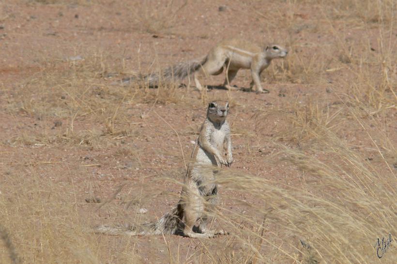 P1130447.JPG - Suricate. Elle mesure env. 30cm et se nourrit d'insectes, de petits reptiles et de plantes qu'elle trouve dans le sol. Les colonies d'une vingtaine de membres vivent dans des terriers.