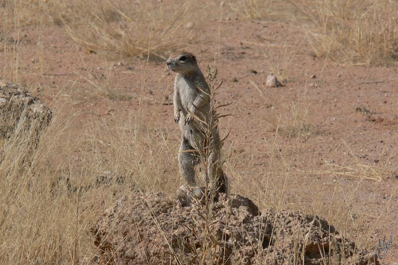 P1130452_2.JPG - Des sentinelles (qui n’ont plus faim) se relayent pour veiller sur le groupe, en se dressant sur les pattes arrière et communiquent par cris pour prévenir des dangers.