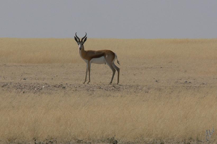 P1130556.JPG - Les cornes en S du mâle mesurent 30 cm.