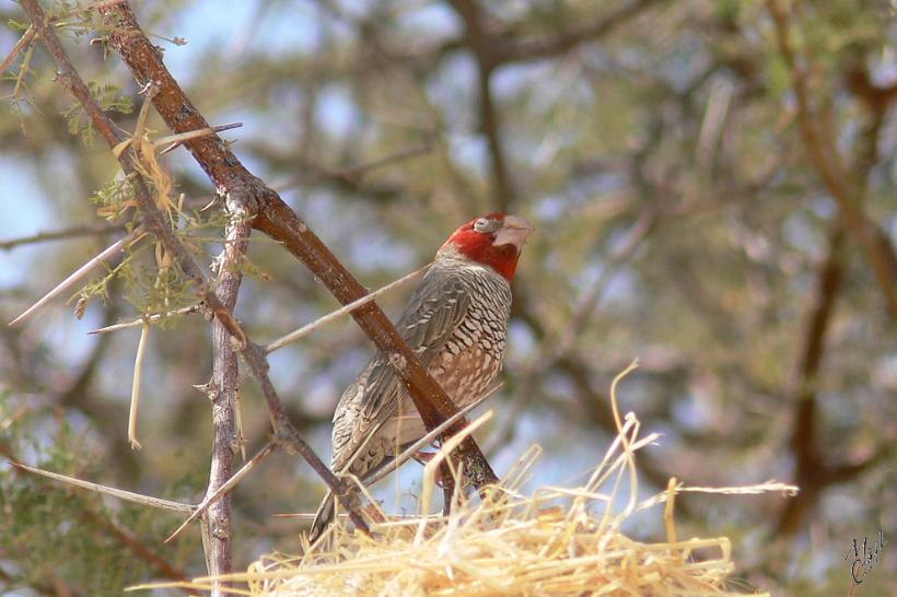 P1130657.JPG - Amadine à tête rouge (Amadina erythrocephala). Cet oiseau est aussi nombreux que les moineaux chez nous, il niche en dessous des toits des maisons et des huttes. Il se nourrit au sol de graines d'herbe et de termites.