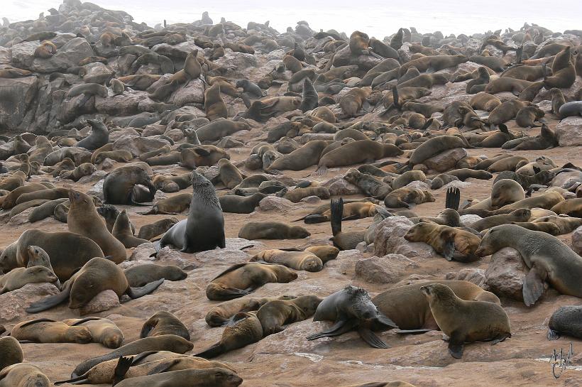P1130749.JPG - La réserve de Cap Cross sur la route de Skeleton Coast. De 80.000 à 100.000 otaries se reposent sur les rochers et le sable. La durée de la visite dépend principalement des capacités de chacun à supporter l'odeur de la colonie !!