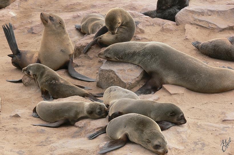 P1130751.JPG - Les mâles pèsent en moyenne 200 kg contre 75 pour une femelle. Les bébés naissent fin novembre/début décembre. 25% des naissances meurent la première année par les prédateurs (hyènes, chacals). Le désert du Namib n'étant pas très loin, il n'est pas impossible que des lions (re-) découvrent cette zone pour y chasser.