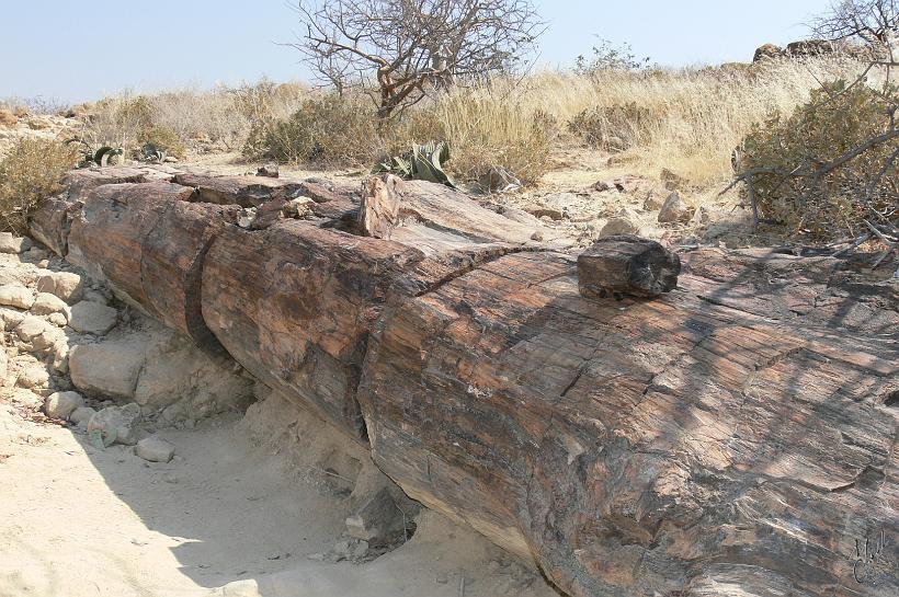 P1130883.JPG - Le Parc Petrified Forest. Des arbres fossilisés dispersés sur plus de 6000m². Il y a environ 300 millions d'années, ces gros conifères (qui ne poussaient pas là où ils sont aujourd'hui) ont été amenés ici par un grand glacier situé à près de 500km à l'Est. Sur place on voit bien tous les troncs orientés vers la même direction de la côte atlantique (ouest).