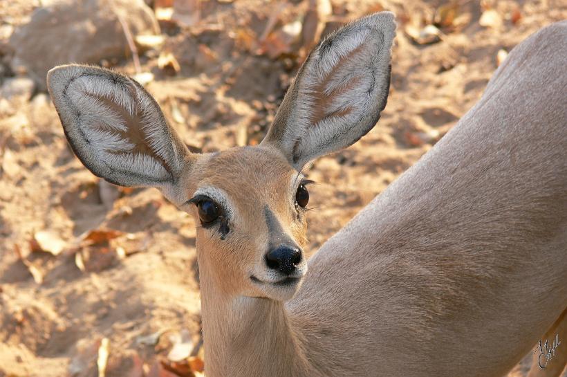 P1130917.JPG - Un impala. Il peut faire des bonds de 10 m de long et de 3 m de haut et galoper à 60 km/h. J'ai photographié celui ci à Khorixas.
