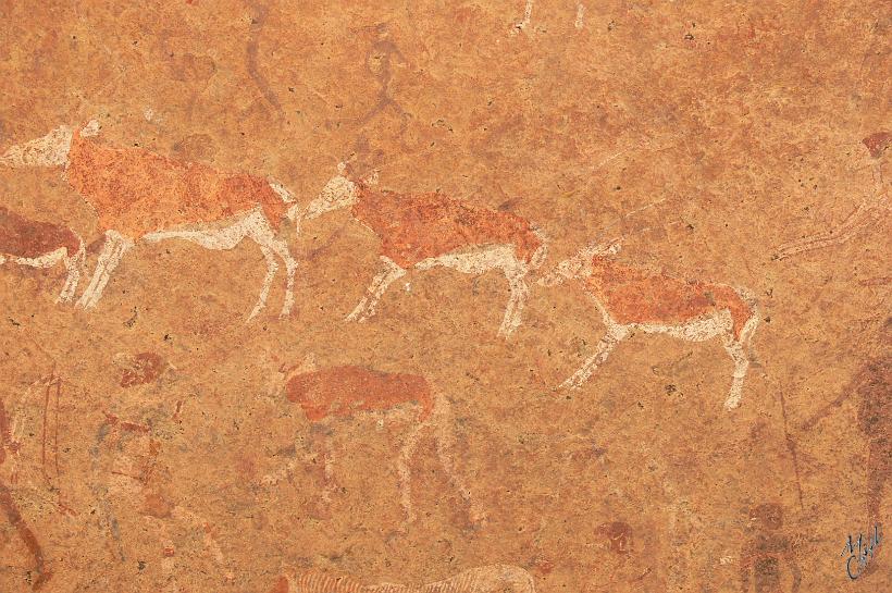 P1140044.JPG - Les anciens habitants du massif de Brandberg demandaient aux chamanes de pratiquer des danses pour améliorer leur santé ou demander la pluie. Les animaux souvent représentés étaient dotés de pouvoirs magiques pour les chamanes.