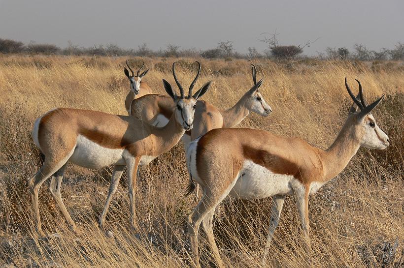 P1140186.JPG - Lorsque le Springbok est effrayé, il peut faire des bonds comme sur un ressort, plusieurs fois à la suite, les quatre pattes raides et une crête de poils blancs déployées sur le dos. Le principal prédateur du Springbok est le guépard, le seul à pouvoir rivaliser en vitesse.