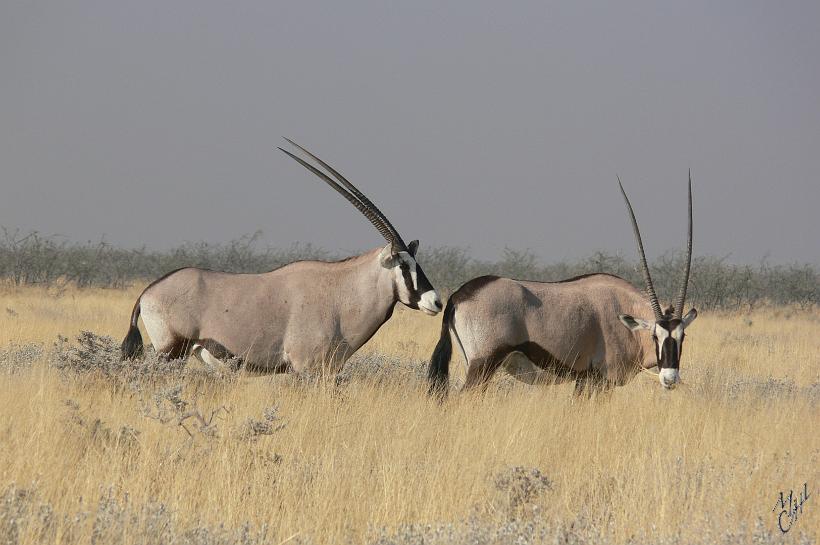 P1140224.JPG - Oryx dans le parc national d'Etosha. Ce Parc fait 22.000 km² (la moitié de la Suisse). On y rencontre plus de 114 espèces de mammifères, plus de 100 de reptiles, et plus de 340 d'oiseaux.