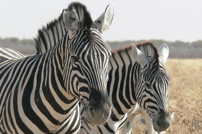 P1140279.JPG - On trouve à Etosha des éléphants, des zèbres, des gnous, des lions, des springboks, des oryxs, des girafes, des grands koudous, des impalas, des rhinocéros, etc... On peut y voir toute la chaîne alimentaire, du plus petit animal au "roi de la savane"