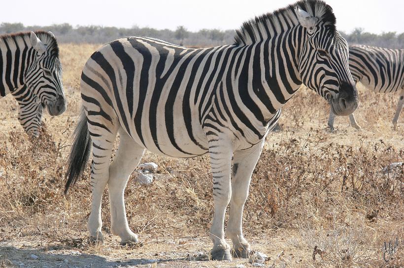 P1140288.JPG - Les zèbres vivent le plus souvent en groupes constitués d'un mâle et de plusieurs femelles. Le zèbre de Burchell possède de 25 à 30 rayures, le zèbre de Grévy env. 80 et le zèbre des montagnes 43.