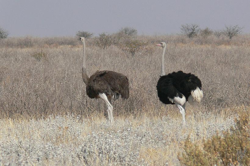 P1140296.JPG - Autruches. Les mâles qui sont noir et blanc, peuvent mesurer jusque 2.80m pour 155 kg. Elle peut courir à 30 km/h pendant une demi-heure et atteindre une vitesse de pointe de 70 km/h, elle est plus rapide que la lionne.