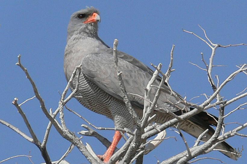 P1140311.JPG - Autour chanteur (Melierax canorus). C'est un oiseau de proie chassant principalement des rongeurs ou des lézards.