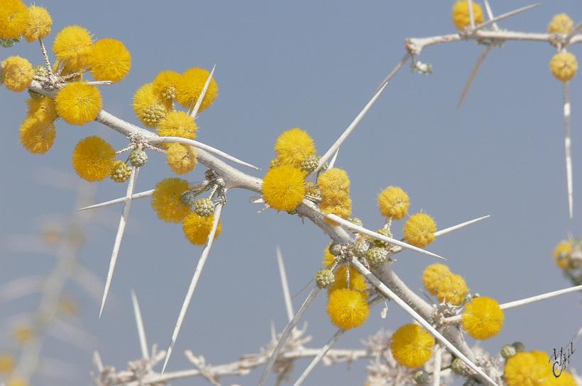 P1140321.JPG - Acacia en fleur. Il abrite certaines espèces de fourmis qui en échange "défendent" l'arbre en piquant les lèvres et la langue des girafes. Les acacias broutés émettent de plus une hormone de stress qui prévient les acacias voisins d'une agression. Ces derniers augmentent leur production de tanin, qui rend les feuilles plus amères et moins appétissantes pour la girafe, qui s'éloigne pour aller brouter plus loin.