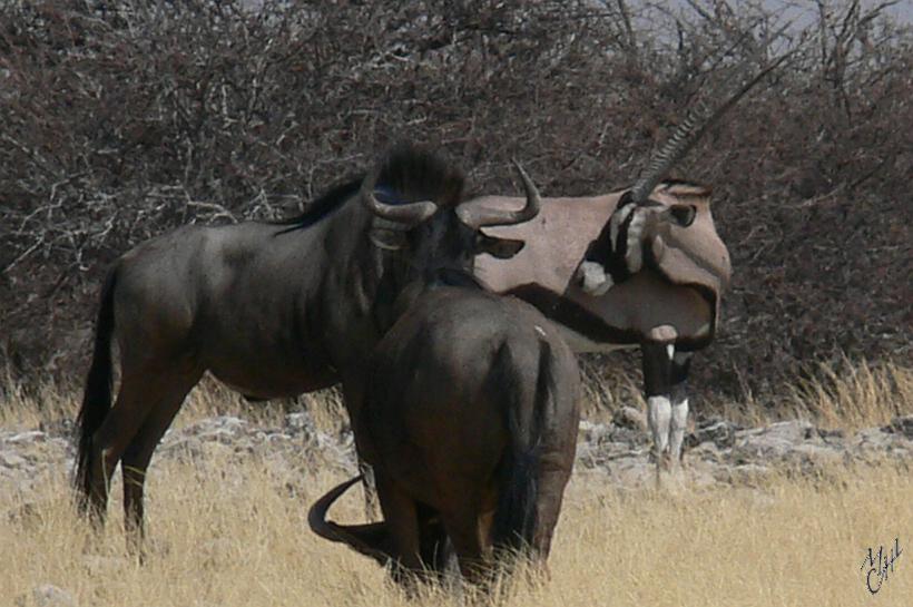 P1140325.JPG - Gnou noirs. Animal actuellement en grave danger d'extinction. Ils sont la proie des lions, des hyènes et des léopards. Les gnous en migration se rassemblent pour traverser les cours d'eau et beaucoup se noient.