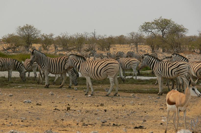 P1140388.JPG - Un des nombreux points d'eau du parc Etosha. En pleine journée, quand il fait très chaud et que les lions dorment, de nombreux animaux viennent boire, se baigner et brouter l'herbe.