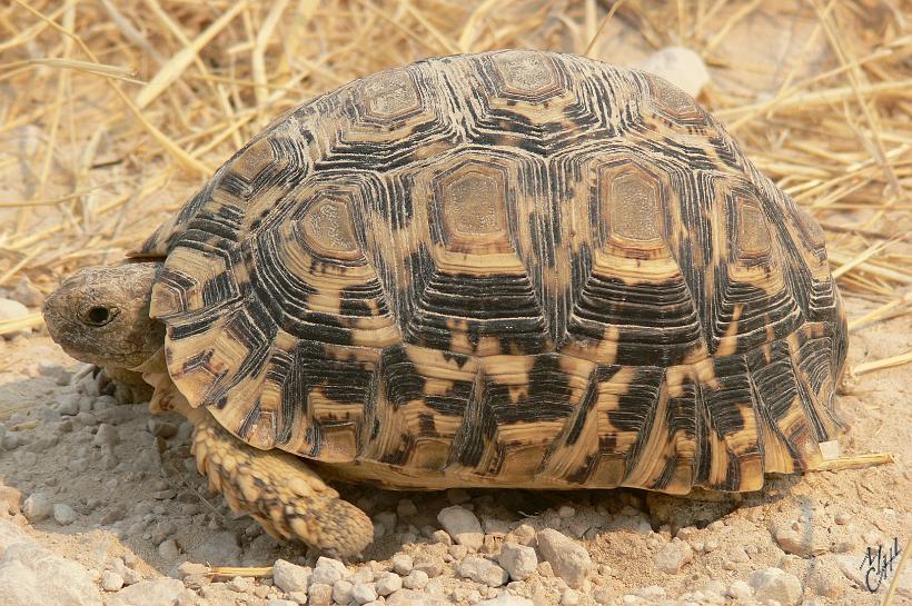 P1140443.JPG - Tortue Léopard (Geochelone pardalis pardalis) dans le parc Etosha. Elle peut vivre 50 ans et sa taille maximale est de 70cm.