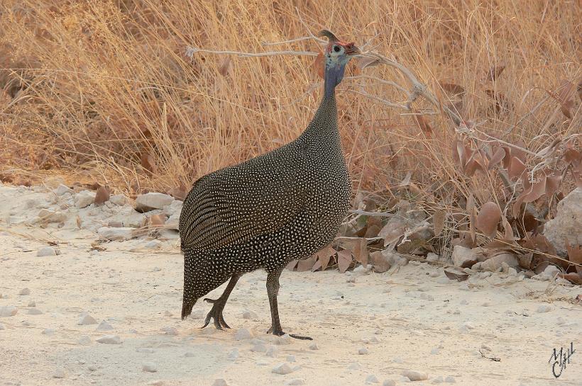 P1140488.JPG - La pintade de Numidie, ou pintade casquée. Elle vit en bandes d'environ 25 individus. Elle court vivement sur le sol et ne prend son vol qu'en cas de danger.