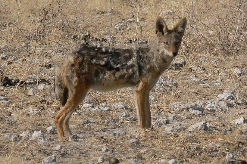 P1140622.JPG - Un chacal. Il se nourrit principalement de charognes et de fruits et chassent de petites proies