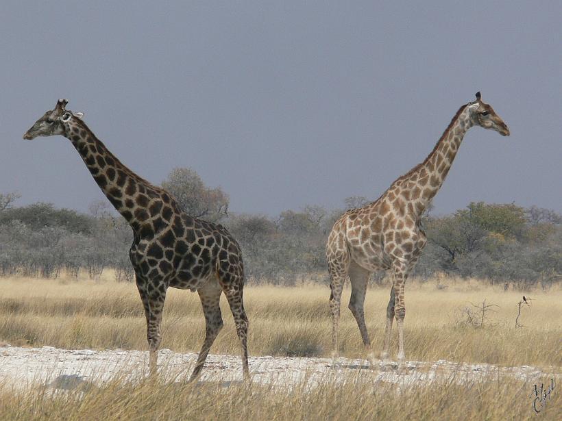 P1140713.JPG - En vitesse de croisière, la girafe court à 15 km/h mais peut accélérer à 55 km/h. Adulte et en bonne santé elle peut résister au lion. Elle le voit approcher de loin et peut d'une ruade lui briser le crâne ou les côtes.