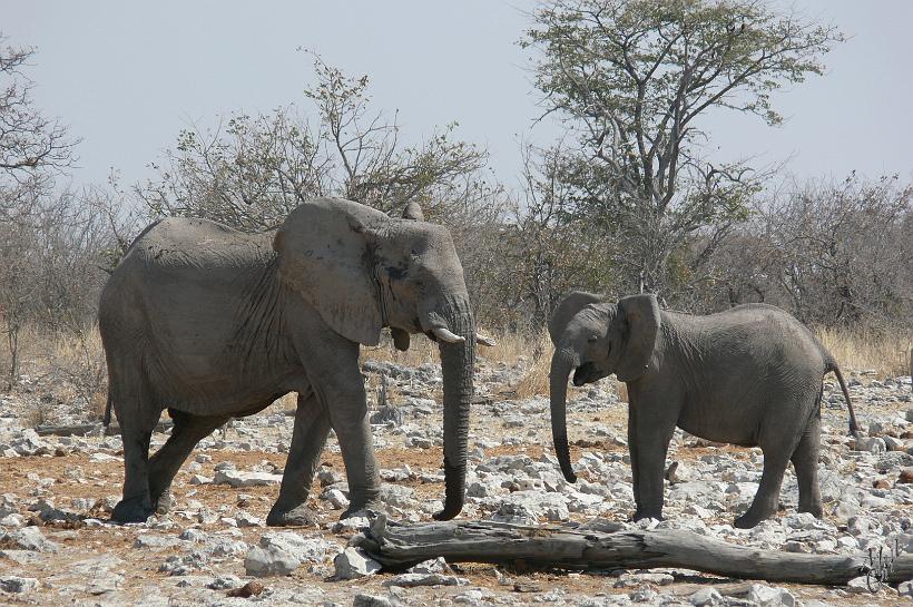 P1140734.JPG - Ici j'ai pu trouver un point d'eau où plusieurs groupes d'éléphants faisaient l'aller retour entre une petite forêt où ils mangeaient les feuilles et le plan d'eau où ils venaient boire ou prendre des bains de boue.