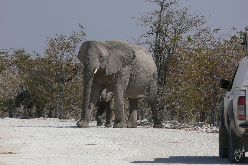 P1140787.JPG - Dans le parc Etosha il est possible de s'approcher très près des animaux...mais il ne faut en aucun cas quitter le véhicule. Les éléphants passent à quelques mètres seulement des voitures.