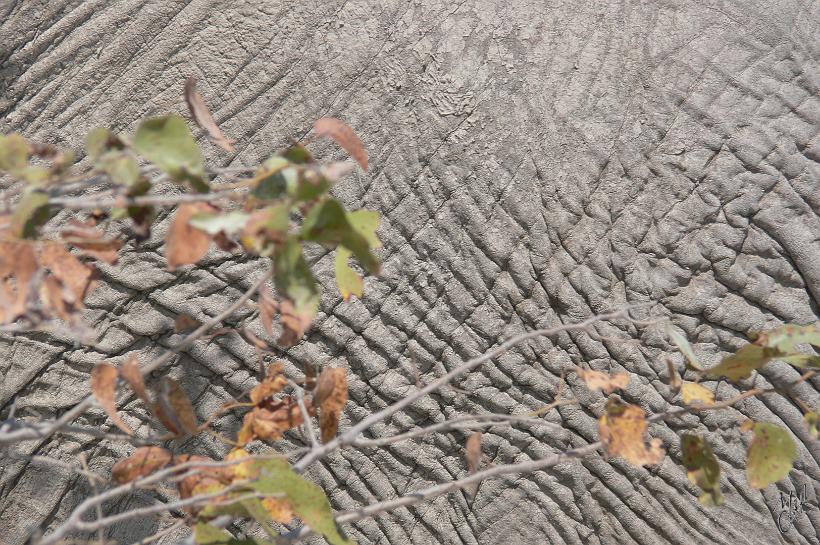 P1140796.JPG - La peau de l'éléphant a une épaisseur d'env. 2 cm. Elle est fragile à cause des plis où viennent se loger des parasites. Il n'y a pas de glande leur permettant de transpirer. De ce fait, leur peau est sèche, et elle doit souvent être humectée avec de l'eau ou couverte de poussière ou de boue projetées par la trompe