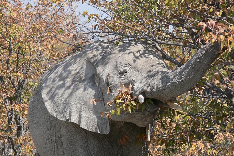 P1140821.JPG - La trompe comporte entre 100 000 et 150 000 muscles ; elle est dépourvue d'os et pèse plus de 100 kg. Elle est formée par la fusion de la lèvre supérieure et du nez