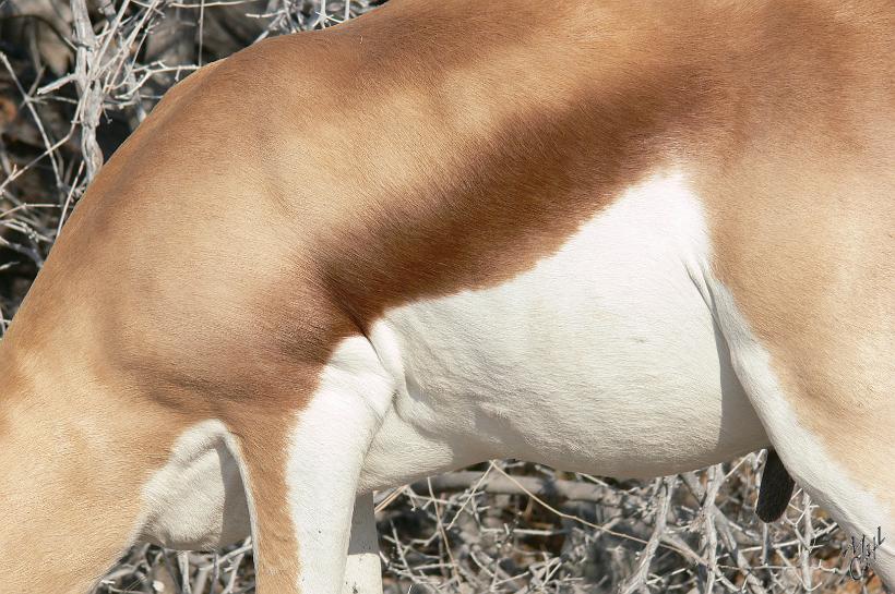 P1140997.JPG - Springbok. Il y en a plus de 20.000 dans le parc national d'Etosha.
