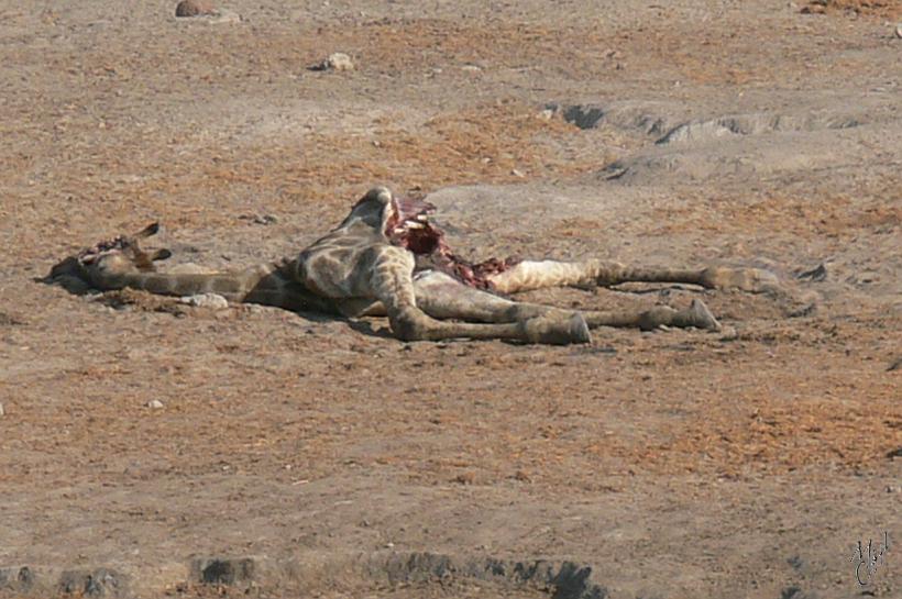 P1150058.JPG - Cette girafe n'a pas eu de chance et a servi de déjeuner aux lions