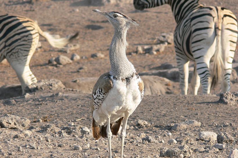P1150090.JPG - L'Outarde kori (Ardeotis kori). C'est l'oiseau le plus lourd capable de voler. Il peut atteindre la taille de 1,30m pour un poids de 20 kg.