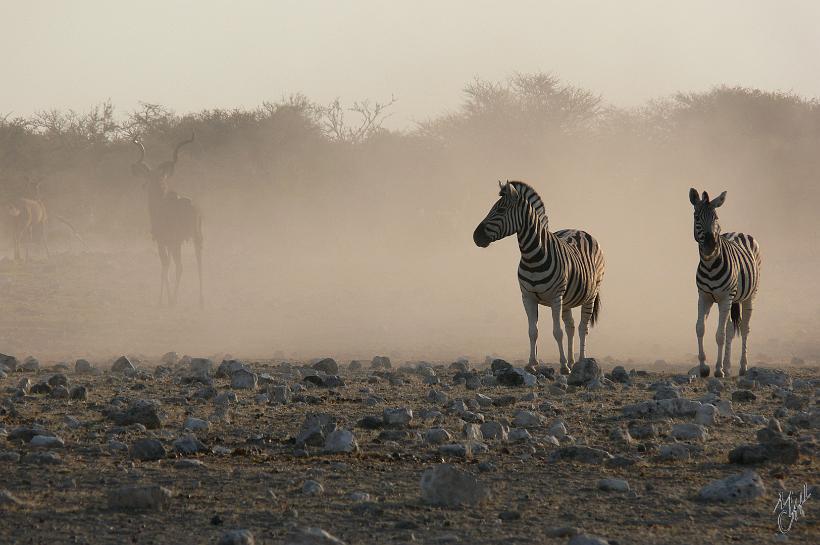 P1150139.JPG - Et quand soudain tous les animaux du plan d'eau s'enfuient dans un nuage de poussière...??