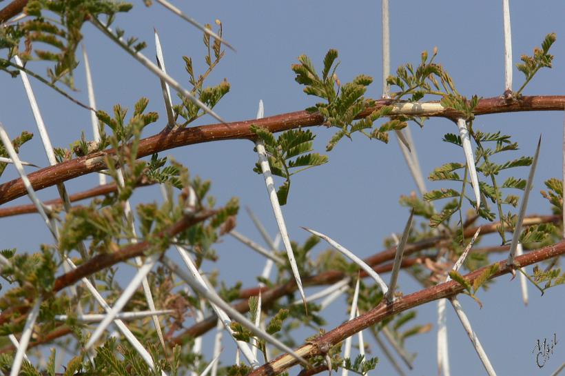P1150184.JPG - Les acacias de la savane ont atteint des tailles leur permettant d'échapper aux zèbres et aux antilopes, mais leurs feuilles les plus tendres poussent entre 2 et 6 mètres, ce qui constitue pour la girafe la hauteur et une alimentation idéale, malgré ses épines de près de 10cm.