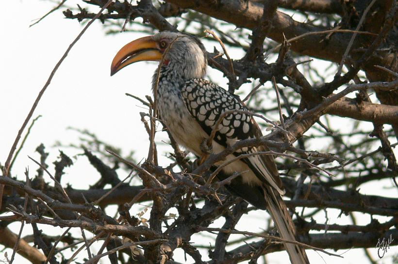 P1150228.JPG - Calao leucomèle (Tockus leucomelas). Il cherche des graines, des insectes et des araignées, mais aussi des scorpions. Il peut capturer des serpents qu’il tue en les tapant fortement sur une surface dure.