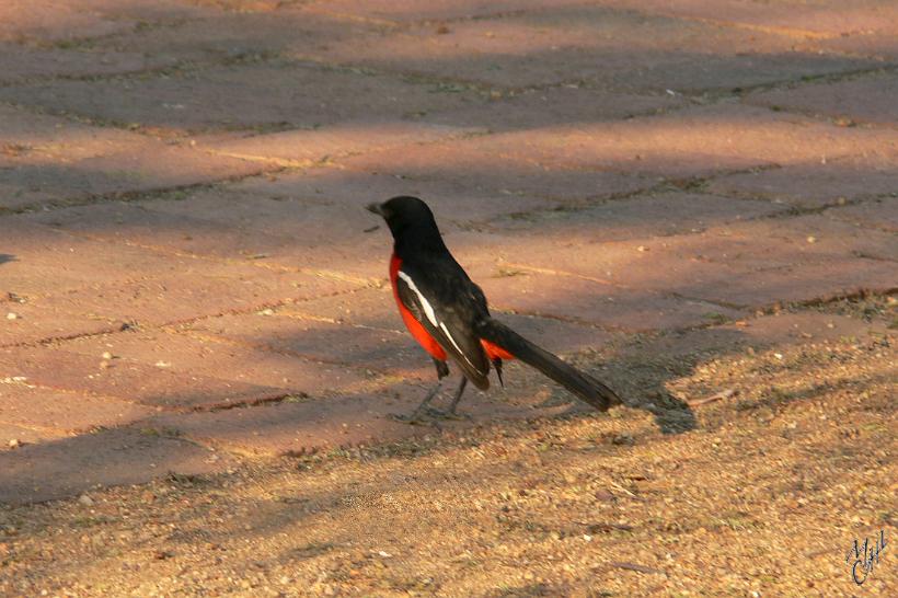 P1150230.JPG - Gonolek rouge et noir (Laniarius atrococcineus)