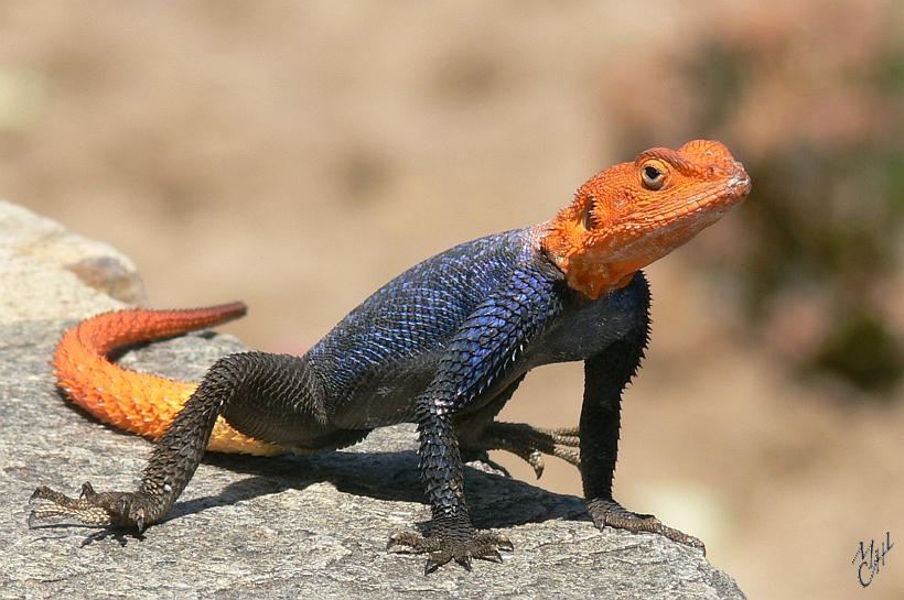 P1150421.JPG - Un lézard à tête rouge (Agame) dans le parc du parlement à Windhoek