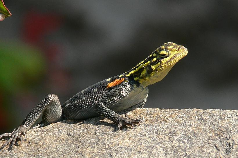 P1150491.JPG - Une autre variété d'Agame