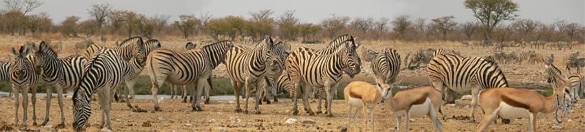 pano_P1140393-94-95.JPG - Un plan d'eau à Etosha